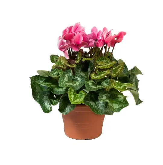 Cyclamen persicum (ciclamino)-MAF-conf-7