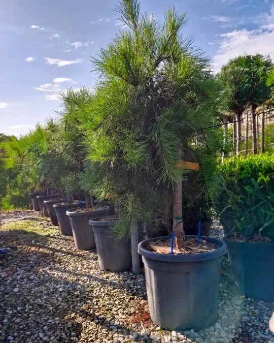 Pinus densiflora pendula 1/4 fusto