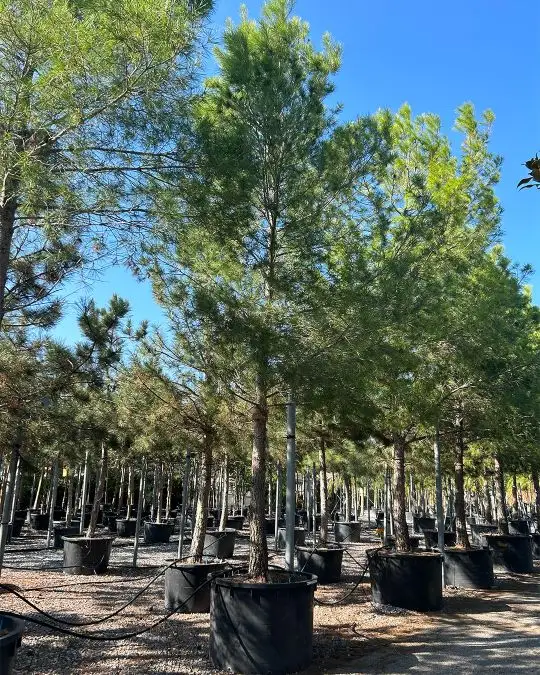 Pinus halepensis alto fusto