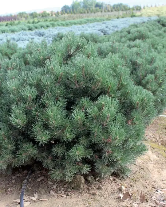 Pinus mugo 'Laurin' zolla