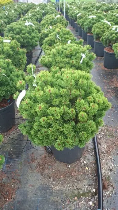 Pinus mugo 'Laurin' vaso