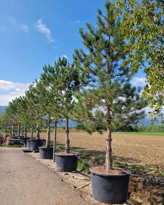 Pinus nigra 'Austriaca' (austriaca) (nigra subsp. nigra) clt alto fusto