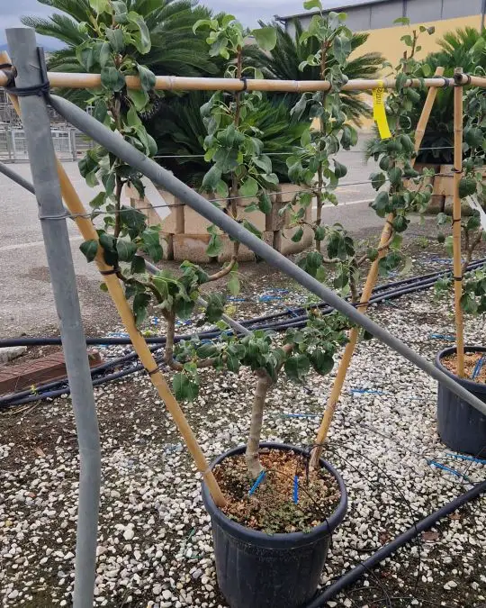 Pyrus communis frutto in varietà spalliera
