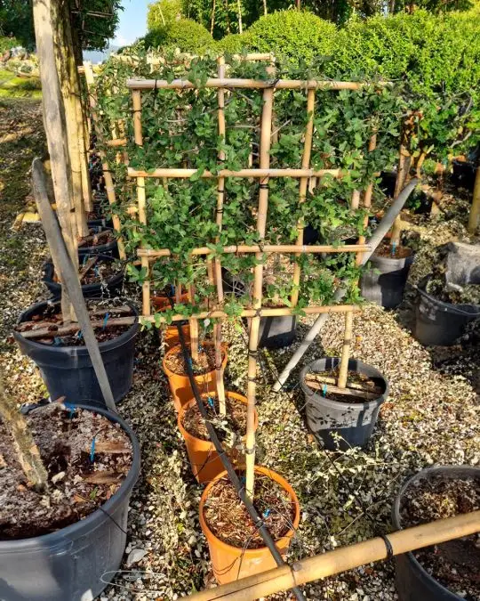 Quercus suber clt spalliera 1/2 f.-SKU3023_new