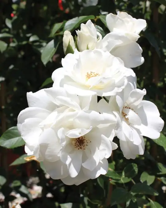 Rosa banksiae 'Alba'