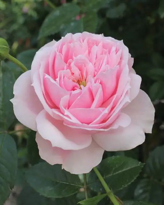 Rosa banksiae 'Rosea'