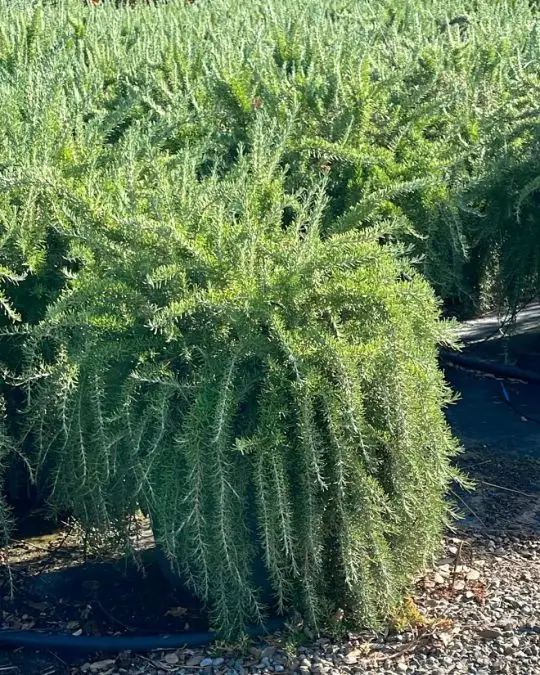 Rosmarinus officinalis 'Prostratus'