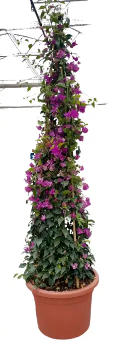 Bougainvillea glabra 'Sanderiana' cono