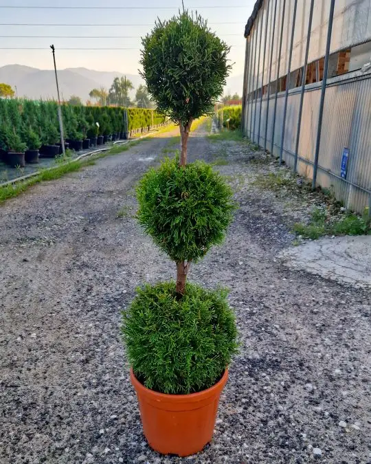 Thuja occidentalis 'Smaragd' 3 palle