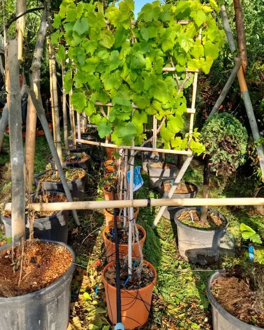 Vitis vinifera clt spalliera 1/2 f.-SKU2277_new