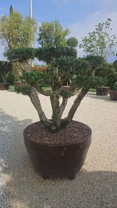 Olea europea-NATURART-CONF_124