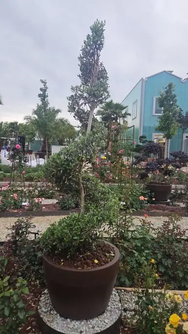 Olea europea-NATURART-CONF_127