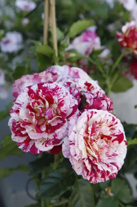 Rosa grandifiori Abracadabra®-TES_ROS_CONF_17