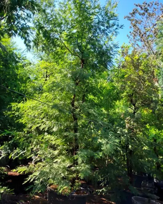 Acacia dealbata ramificata esemplare