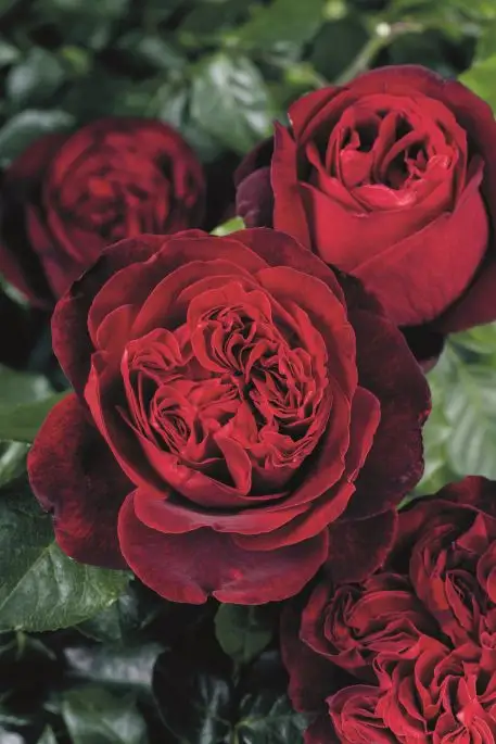 Rosa grandifiori Admiral®-TES_ROS_CONF_18