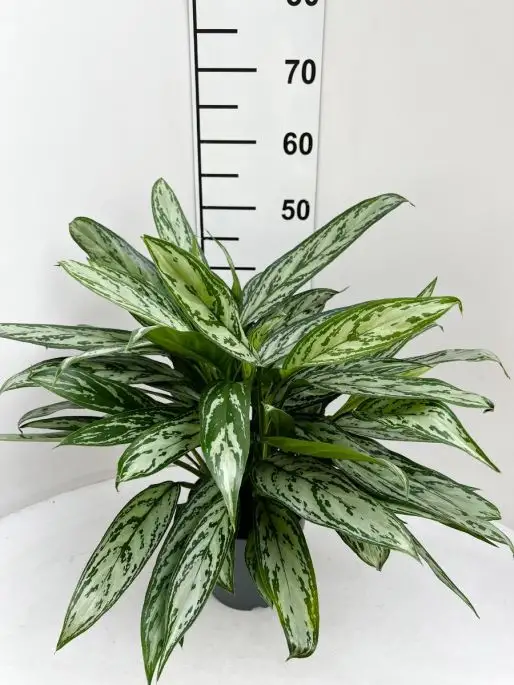 Aglaonema 'Silver Queen'-FLO-0b