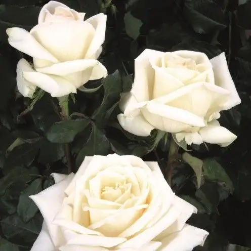 Rosa grandifiori Akoja®-TES_ROS_CONF_19