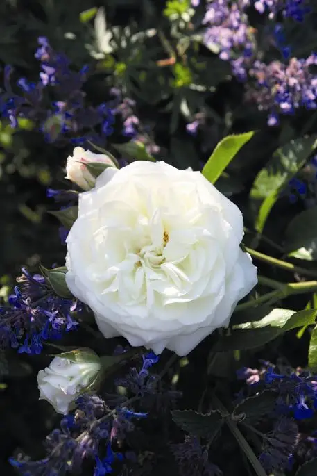 Rosa grandifiori Alabaster®-TES_ROS_CONF_20