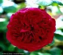 Rosa grandifiori Alain Souchon®-TES_ROS_CONF_21