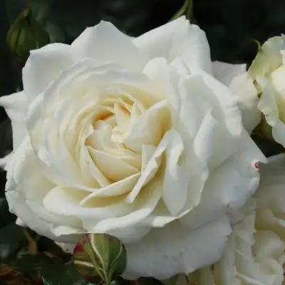 Rosa rampicante Alaska®-TES_ROS_CONF_258b