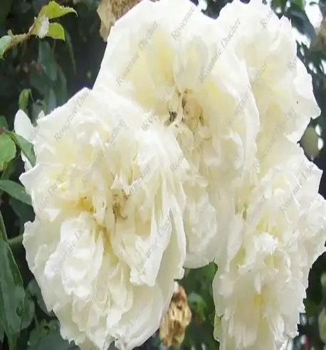 Rosa rampicante Alberic barbier®-TES_ROS_CONF_274