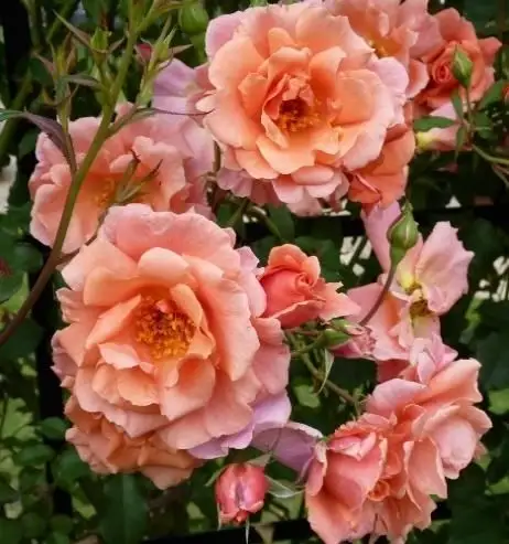 Rosa rampicante Alibaba®-TES_ROS_CONF_275