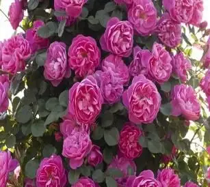 Rosa rampicante Allegro®-TES_ROS_CONF_276