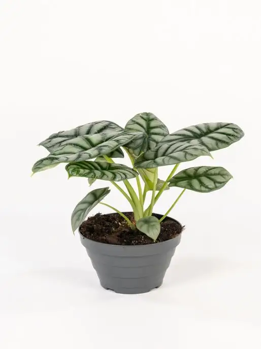 Alocasia 'Silver Dragon'-FLO-29