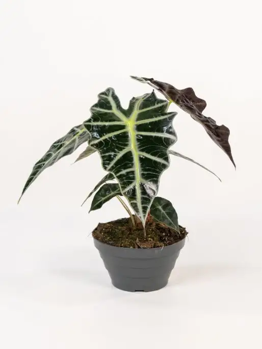 Alocasia amazonica 'Polly'-FLO-28