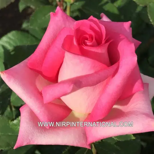 Rosa grandifiori Altamoda®-TES_ROS_CONF_22