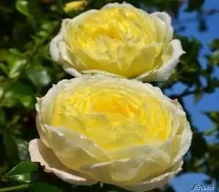 Rosa rampicante Amnesty international®-TES_ROS_CONF_273