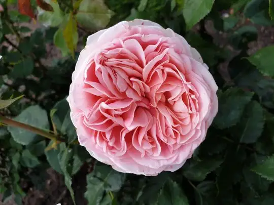 Rosa grandifiori Amorosa®-TES_ROS_CONF_1