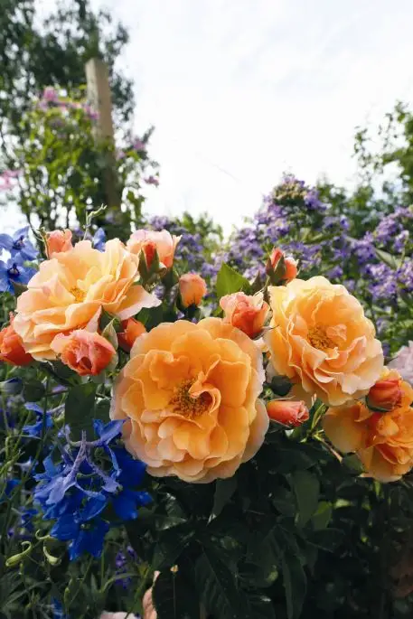 Rosa rampicante Arabia®-TES_ROS_CONF_280