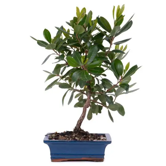Arbutus unedo bonsai-FRA_CONF_1