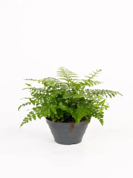Asplenium dimorphum 'Parvati'-FLO-30