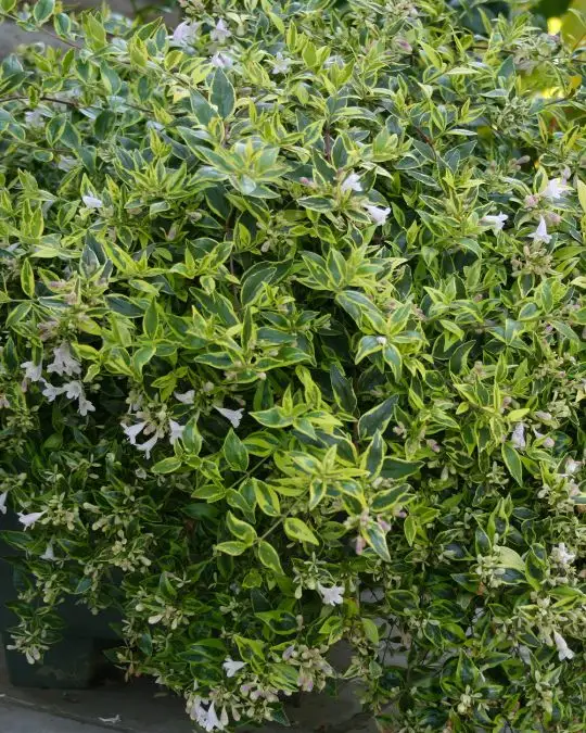 Abelia grandiflora 'Hopleys' ®-SKU4