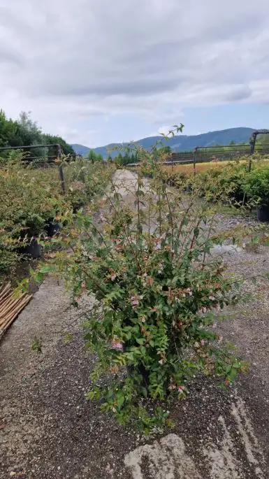 Abelia 'Edward Goucher'