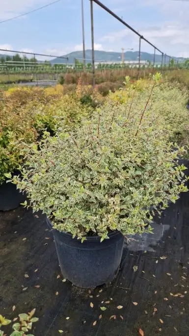 Abelia grandiflora ‘Confetti’ ® Clt