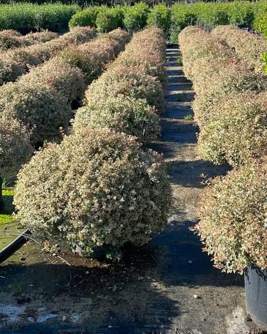 Abelia grandiflora 'Confetti' ®