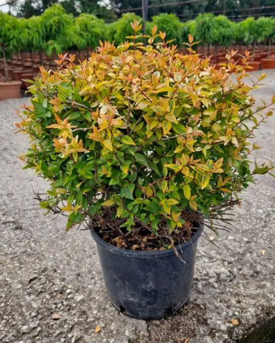 Abelia grandiflora 'Kaleidoscope' ® clt palla