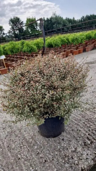 Abelia Grandiflora Sparkling Silver vaso Palla