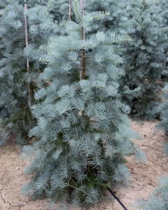 Abies concolor 'Glauca' zolla