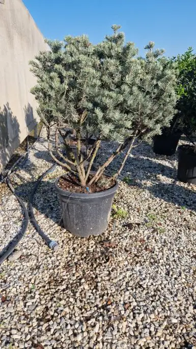 Abies concolor ‘Glauca’ Clt Mini Paracadute