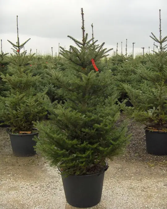 Abies koreana-SKU13