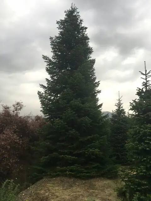 Abies nordmanniana zolla