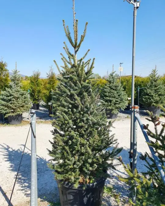 Abies pinsapo 'Glauca'