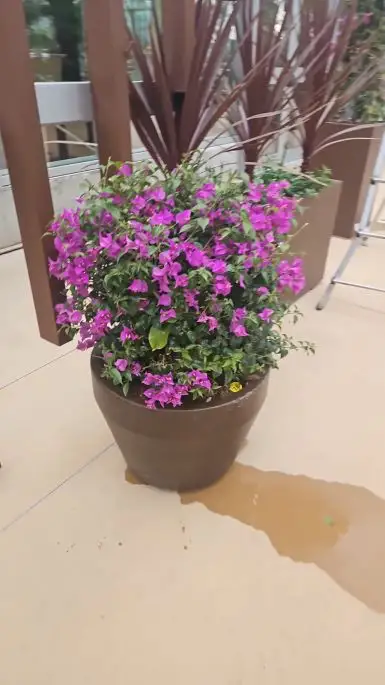 Bougainvillea glabra sanderiana-NATURART-CONF_27