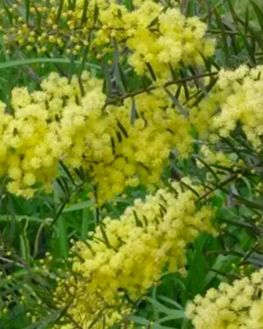 Acacia 'Clair de Lune'-SKU23