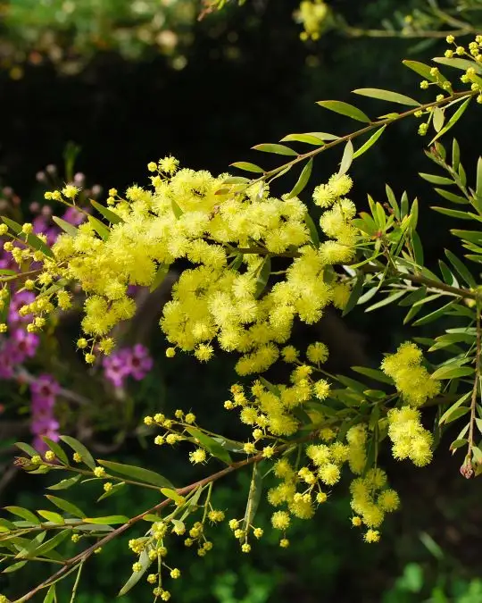 Acacia 'Fimbriata'-SKU24