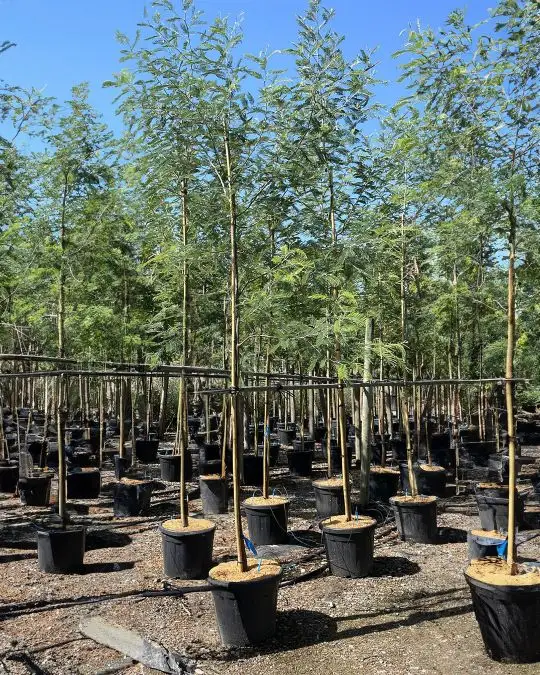 Acacia dealbata  alto fusto-SKU28